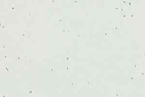 Линолеум Forbo Sphera Energetic 50230 polar фото  | FLOORDEALER